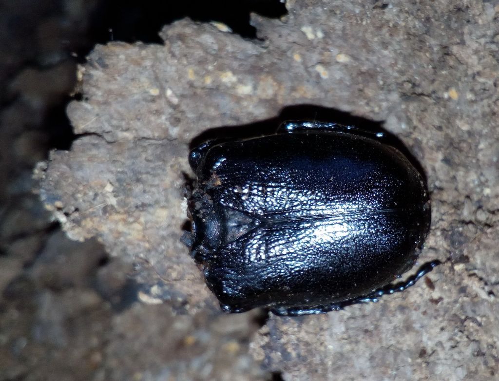 Cetoniidae: Osmoderma eremita?....Osmoderma sp. (eremita o italica).